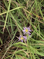 Eurybia hemispherica