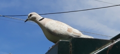 Streptopelia roseogrisea