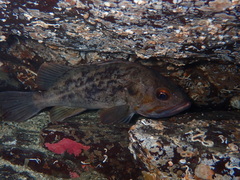 Sebastes auriculatus