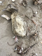 Eudyptula minor iredalei