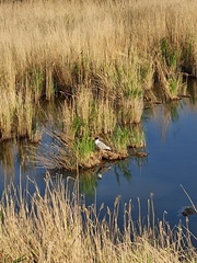 Ichthyaetus ichthyaetus