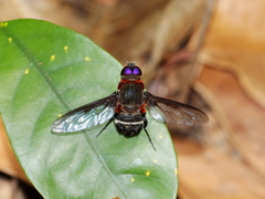 Ligyra doryca