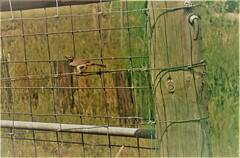 Cincloramphus mathewsi