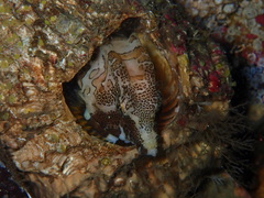 Rhamphocottus richardsonii