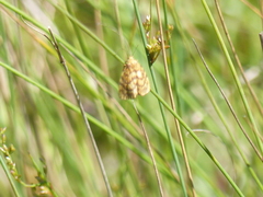 Achyra affinitalis