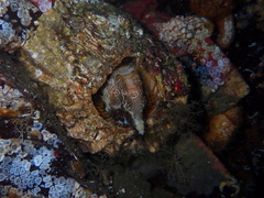 Rhamphocottus richardsonii