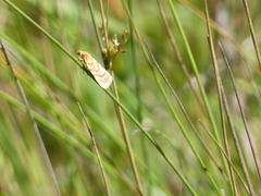 Achyra affinitalis