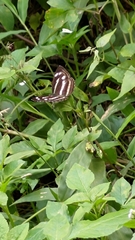 Limenitidinae