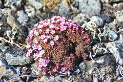 Androsace ochotensis