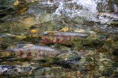 Oncorhynchus keta
