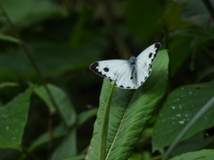 Pieris canidia