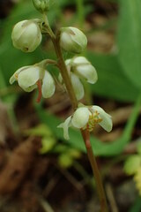 Pyrola aphylla