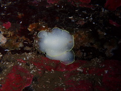 Cadlina