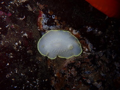 Cadlina