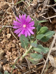 Corbichonia decumbens