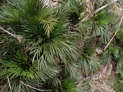 Aciphylla glacialis