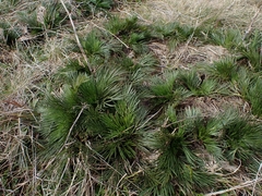 Aciphylla glacialis