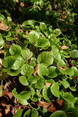 Pyrola asarifolia incarnata
