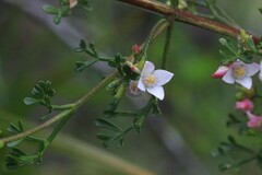 Cyanothamnus anemonifolius variabilis