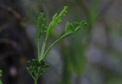 Cyanothamnus anemonifolius variabilis