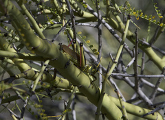 Schistocerca albolineata