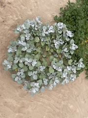 Arctotheca populifolia