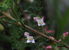 Cyanothamnus anemonifolius variabilis