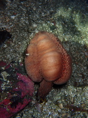Cucumaria miniata