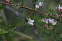 Cyanothamnus anemonifolius variabilis
