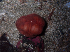 Cucumaria miniata