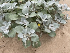 Arctotheca populifolia