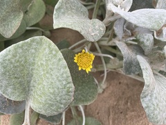 Arctotheca populifolia