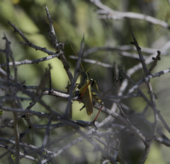 Schistocerca albolineata