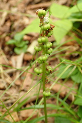 Pyrola