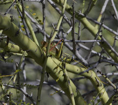 Schistocerca albolineata
