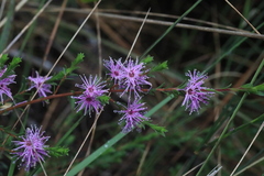 Kunzea obovata