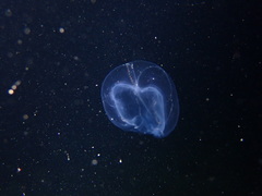 Bolinopsis infundibulum