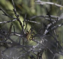 Schistocerca albolineata