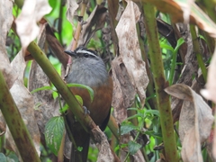 Montecincla fairbanki
