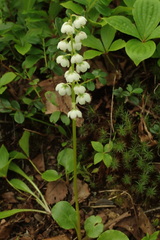 Pyrola japonica