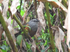 Montecincla fairbanki