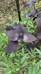 Perilla frutescens