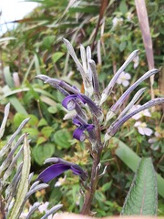 Lobelia hypoleuca