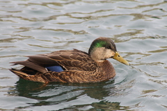 Anas rubripes × platyrhynchos