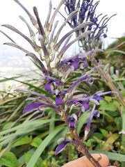 Lobelia hypoleuca