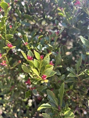 Phyllocladus alpinus