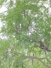 Cassia abbreviata