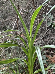 Dianella sandwicensis