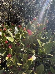 Phyllocladus alpinus