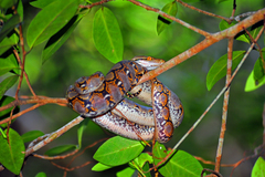 Malayopython reticulatus